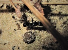 Poneracantha triangularis