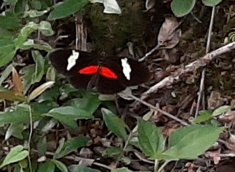 Heliconius image