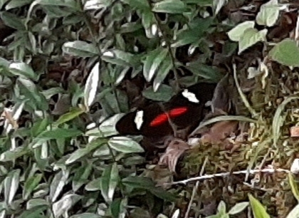 Heliconius himera image