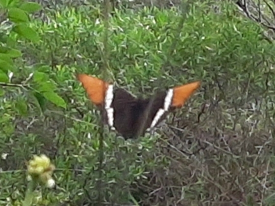 Siproeta epaphus image