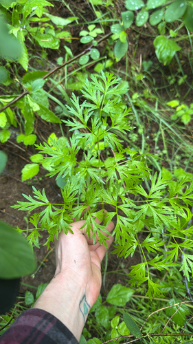 Fern-leaved Lomatium foliage