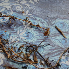 Erigeron caespitosus