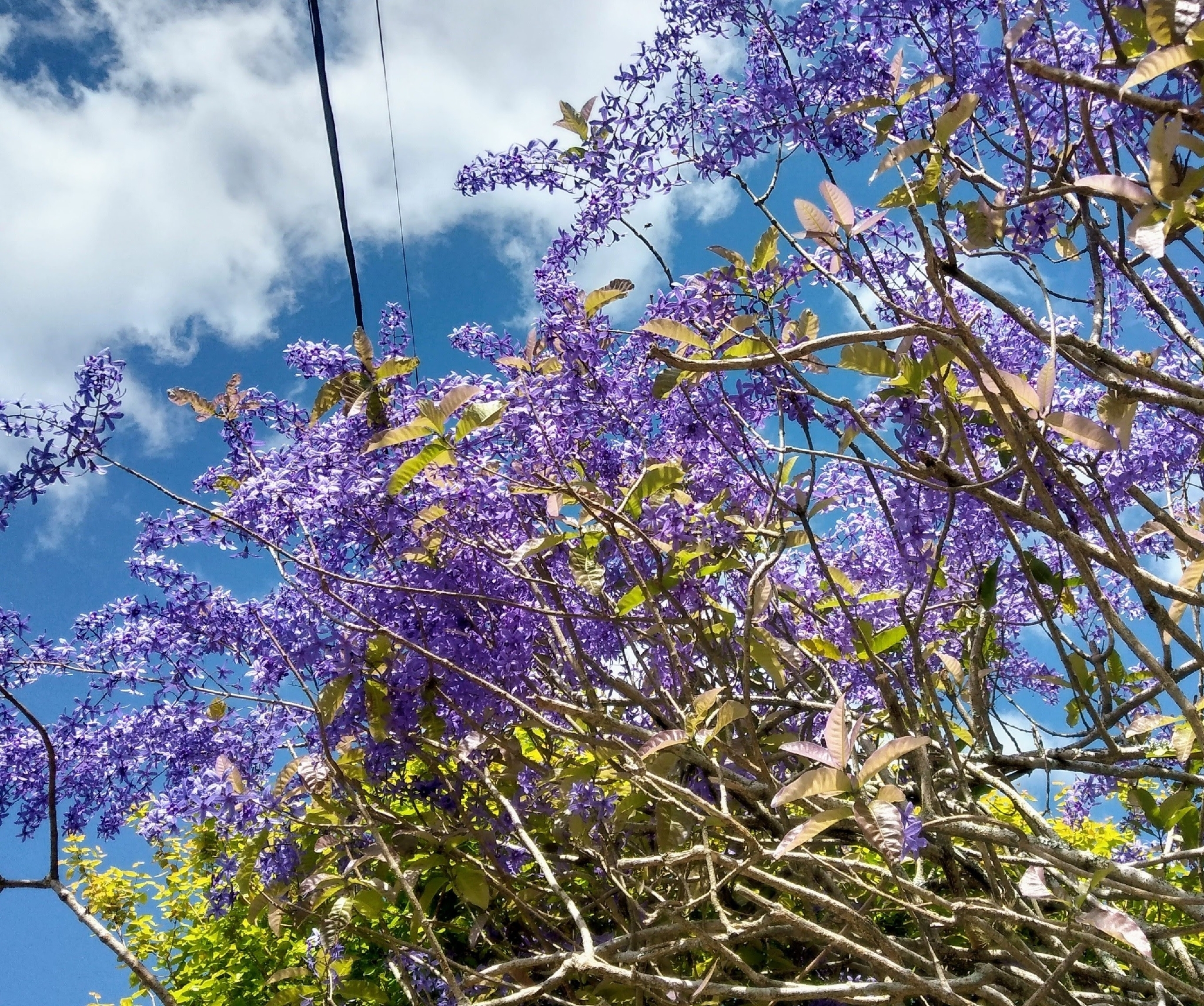 Petrea volubilis