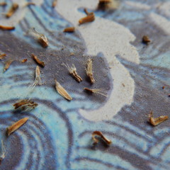 Erigeron caespitosus