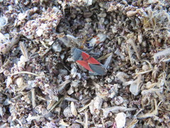 Melanopleurus belfragei