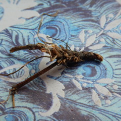 Erigeron caespitosus