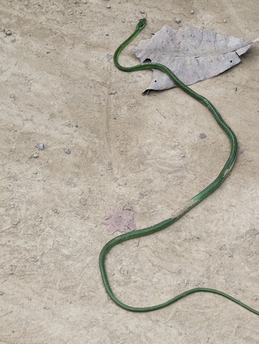 Cope's Parrot Snake