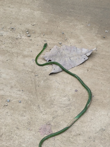 Cope's Parrot Snake
