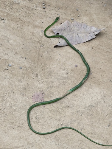 Cope's Parrot Snake