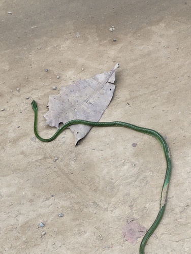 Cope's Parrot Snake