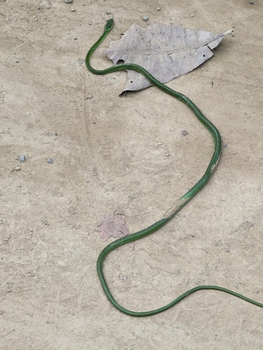 Cope's Parrot Snake
