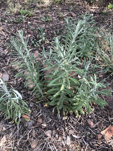 Undulate Cudweed (Pseudognaphalium oligandrum)