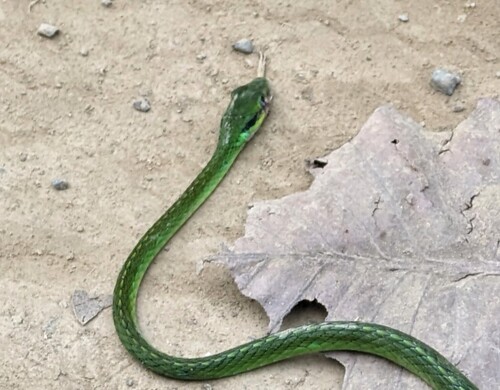 Cope's Parrot Snake