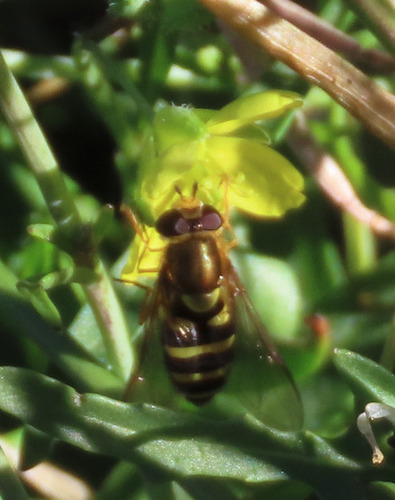 Unknown species found near Netherwood Park, Albuquerque, NM, USA