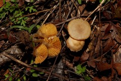 Tubaria dispersa