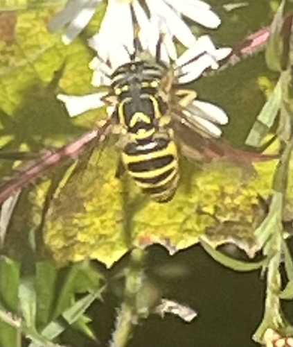 Unknown species found near Middletown Rd, Freeland, MD, US