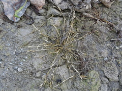 Sporobolus aculeatus