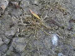 Sporobolus aculeatus