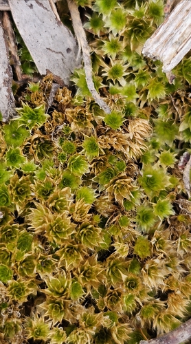 Rosulabryum campylothecium observed 2025-10-27