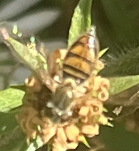 Unknown species found near Middletown Rd, Freeland, MD, US