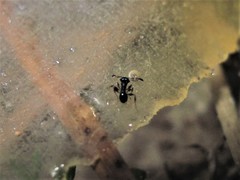 Pheidole metallescens