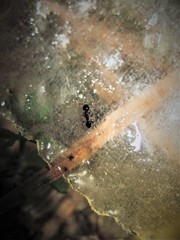 Pheidole metallescens