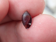 Image of Tralia ovula