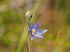 Thelymitra circumsepta