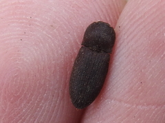 Agrypnus rectangularis