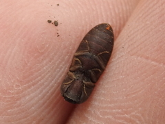 Agrypnus rectangularis