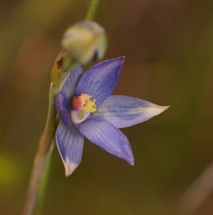 Thelymitra circumsepta