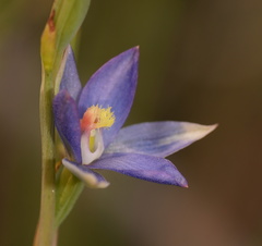 Thelymitra circumsepta