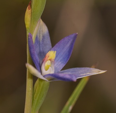 Thelymitra circumsepta