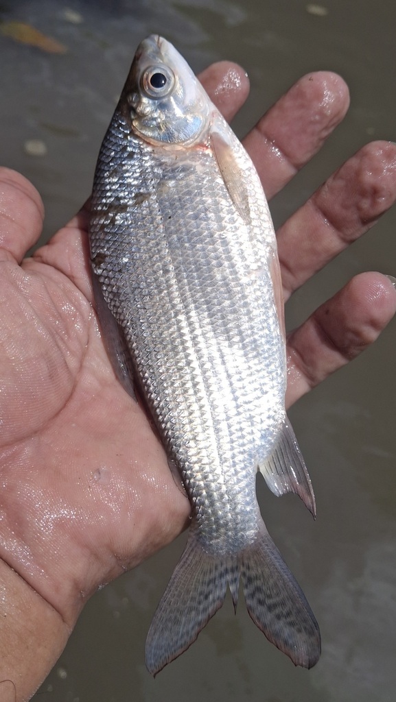 Venezuelan flannelmouth (Prochilodus mariae) — Prochilodontidae