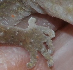 Diplodactylus calcicolus