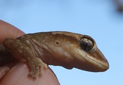 Diplodactylus calcicolus
