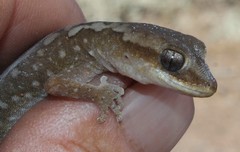 Diplodactylus calcicolus