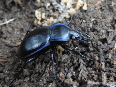 Carabus finitimus