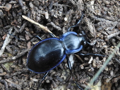 Carabus finitimus