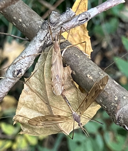 Unknown species found near Myers Park, Charlotte, NC, USA