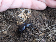Carabus finitimus