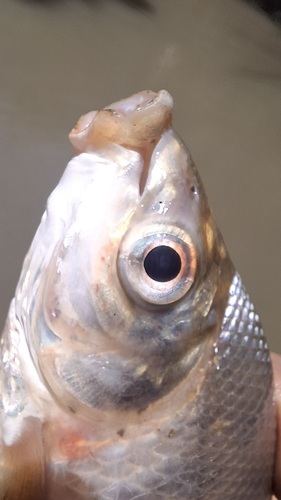 Venezuelan flannelmouth (Prochilodus mariae) — Prochilodontidae — 4