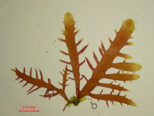 Gelidium spinosum observed 2025-10-16