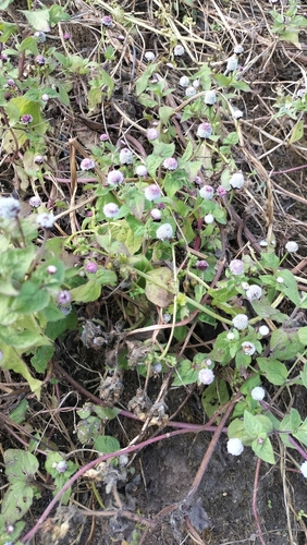 Spilanthes leiocarpa, photograph 2