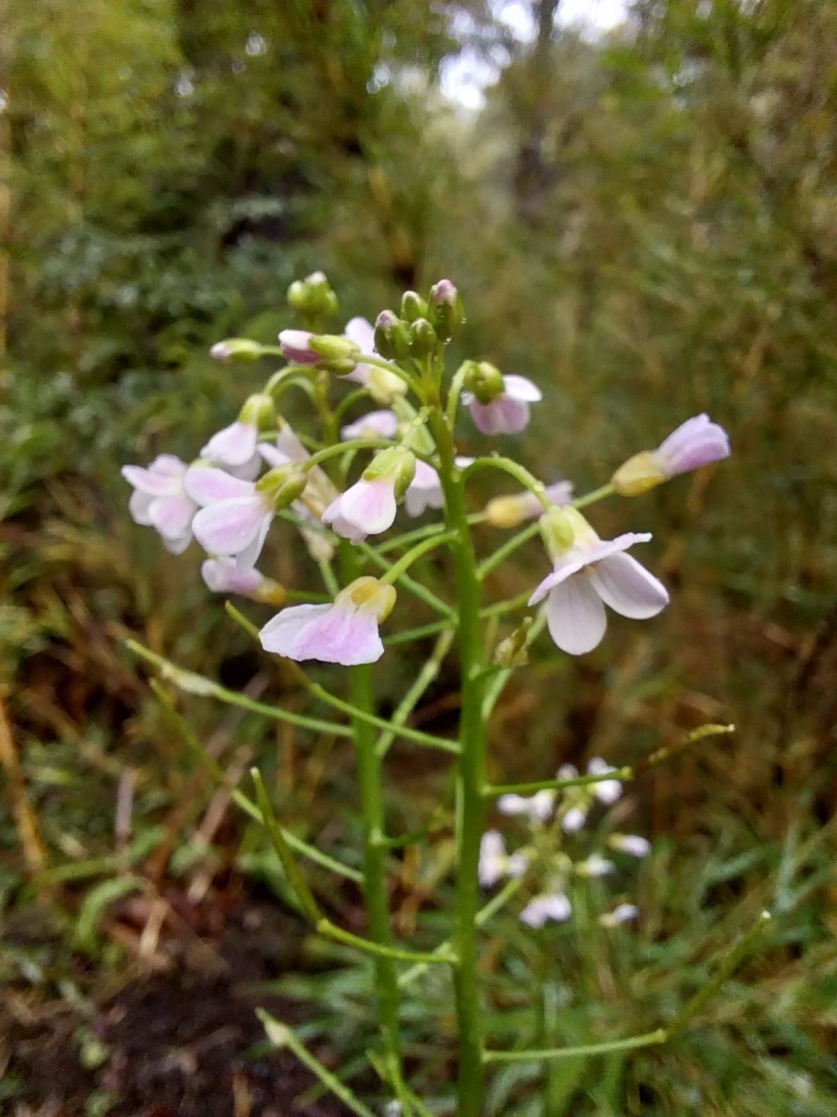 Cardamine vulgaris - Growing Guide & Care Tips | BioGardens.org