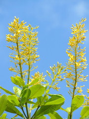 Vochysia tucanorum