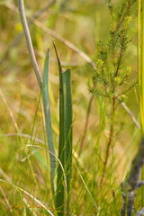 Thelymitra arenaria