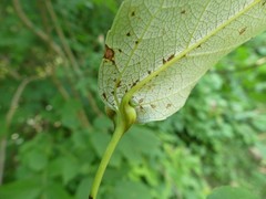 Pemphigus populiglobuli