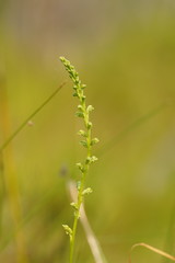 Microtis oblonga