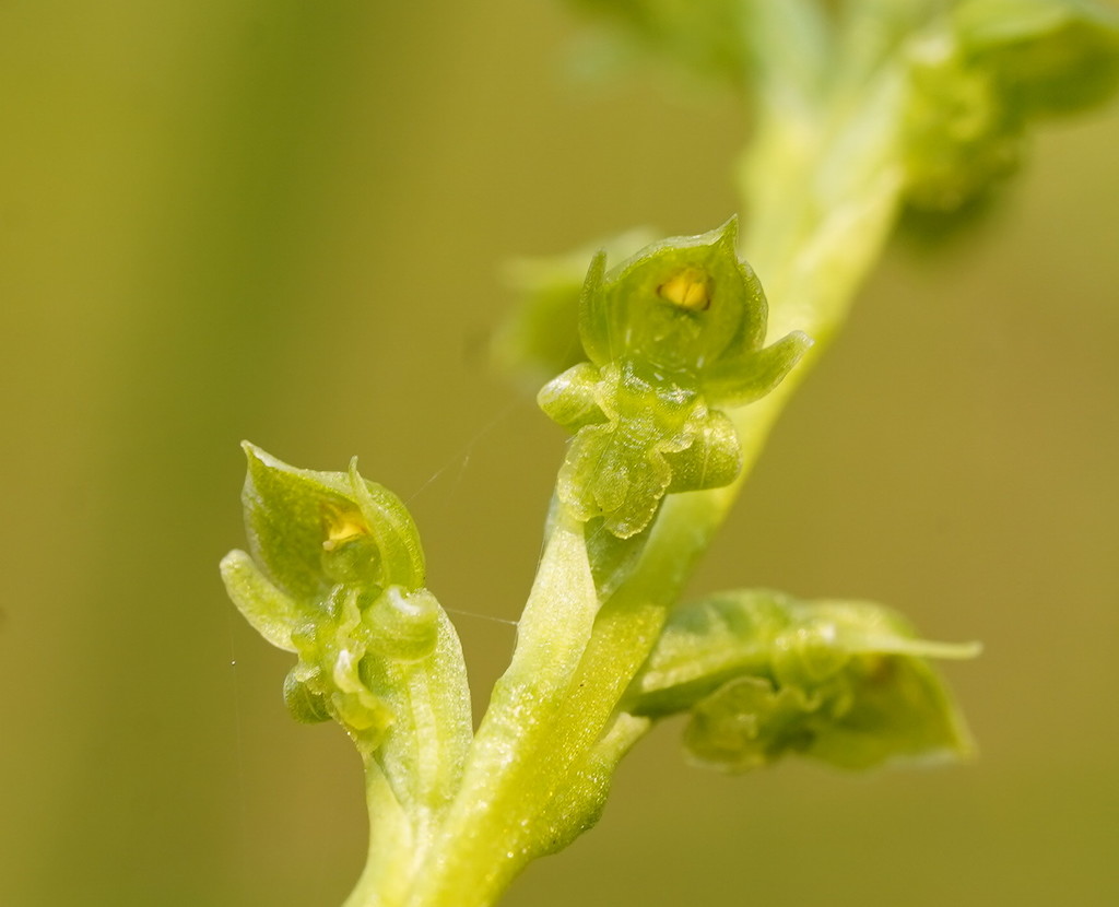 sweet onion-orchid